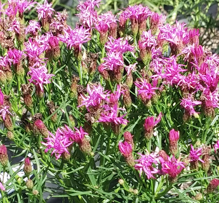Iron Butterfly Ironweed Natorp's Online Plant Store